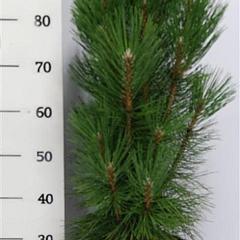 Pinus nigra 'Pyramidalis'