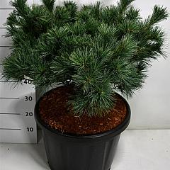 Pinus strobus 'Krüger's Lilliput'
