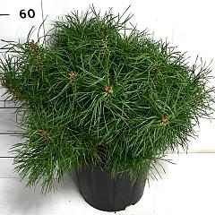 Pinus sylvestris 'Blue Pearl'