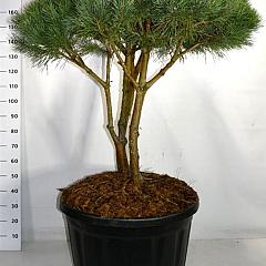 Pinus sylvestris 'Watereri'