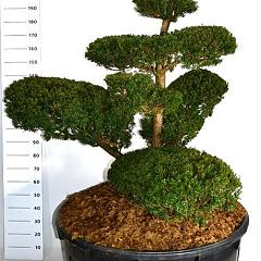 Taxus cuspidata