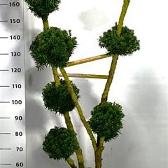 Taxus media 'Hillii'