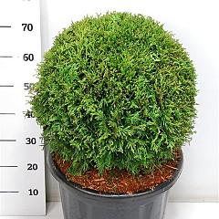 Thuja occ. 'Brabant'
