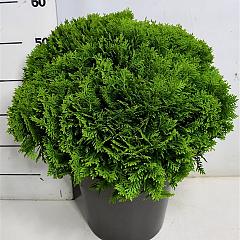 Thuja occ. 'Danica'