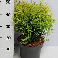 Thuja occ. 'Golden Globe'