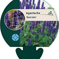 Agastache 'Black Adder'