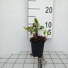 Aster ageratoides 'Stardust'