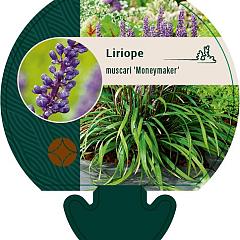 Liriope muscari 'Moneymaker'