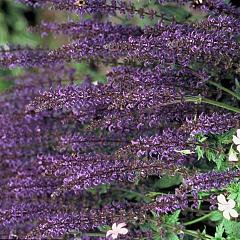 Salvia nemorosa 'Mainacht'