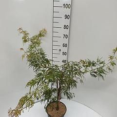 Acer pal. 'Dissectum'