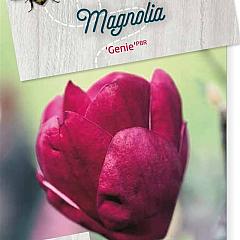 Magnolia 'Genie'