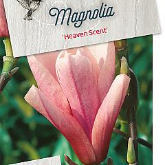 Magnolia 'Heaven Scent'