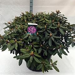 Rhododendron pont. 'Roseum'