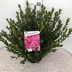 Rhododendron (AJ) 'Silvester'