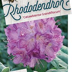 Rhododendron 'Catawb. Grandiflorum'