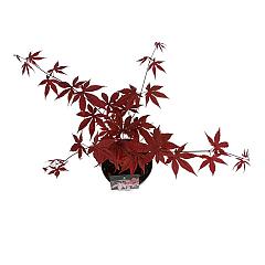Acer pal. 'Bloodgood'