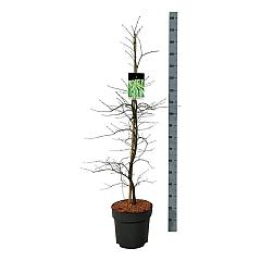 Acer pal. 'Dissectum'