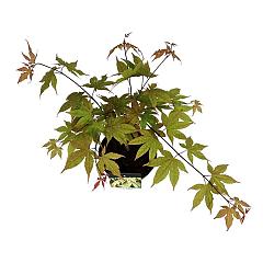 Acer pal. 'Osakazuki'