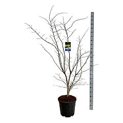 Acer pseudosieboldianum 'Arctic Jade'®