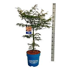 Acer pseudosieboldianum 'Ice Dragon'®