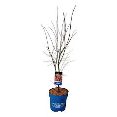 Acer pseudosieboldianum 'North Wind'®