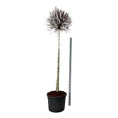 Betula pendula 'Magical Globe'