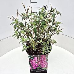 Buddleja d. 'Pink Delight'