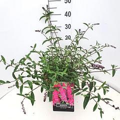 Buddleja d. 'Royal Red'
