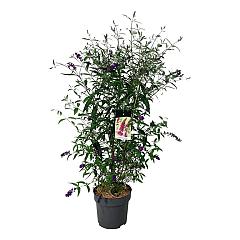 Buddleja d. 'Royal Red'