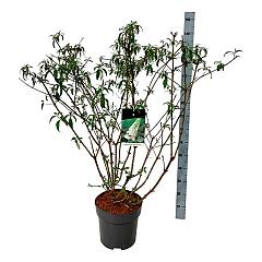 Buddleja d. 'White Profusion'