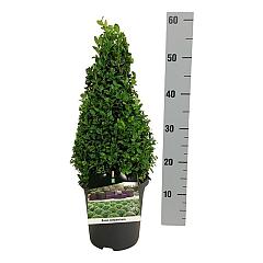 Buxus sempervirens