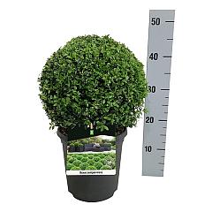 Buxus sempervirens