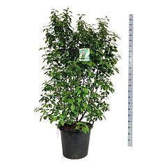 Callicarpa bodinieri 'Profusion'