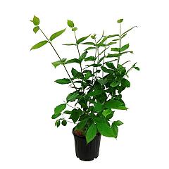 Calycanthus floridus 'Aphrodite'