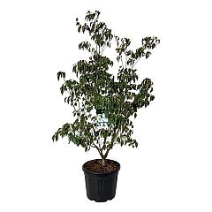 Cornus kousa 'China Girl'