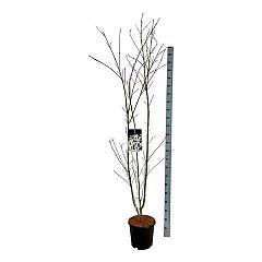 Cornus kousa 'Weisse Fontaine'