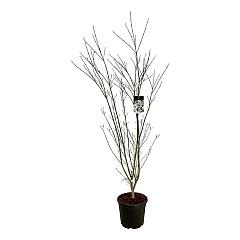 Cornus kousa 'Weisse Fontaine'