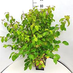 Cornus sang. 'Midwinter Fire'