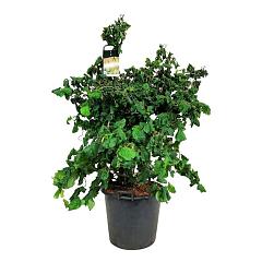 Corylus a. 'Contorta'