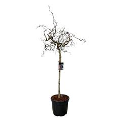 Corylus a. 'Red Majestic'