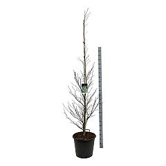 Fagus syl. 'Aspleniifolia'