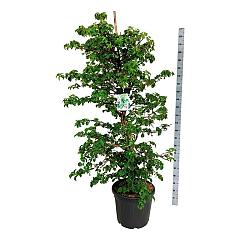 Hydrangea anomala petiolaris