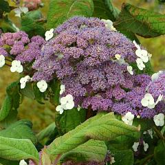 Hydrangea asp. 'Macrophylla'