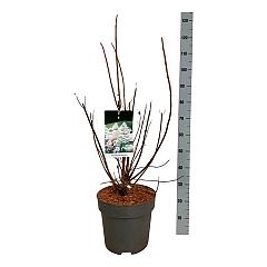 Hydrangea pan. 'Early Harry'