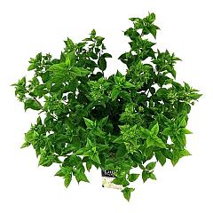 Hydrangea pan. 'Little Lime'