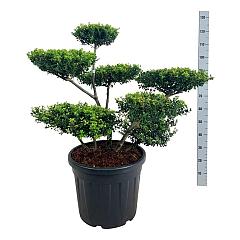 Ilex crenata 'Green Hedge'