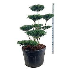 Ilex crenata 'Green Hedge'