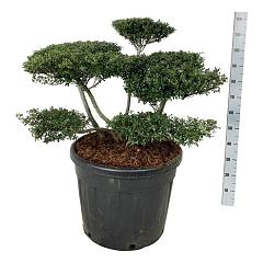 Ilex crenata 'Stokes'