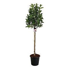 Magnolia soulangeana