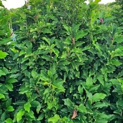 Magnolia 'Susan'